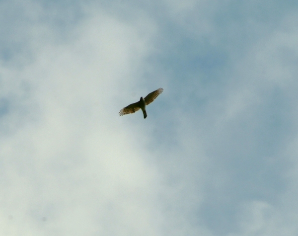 rapace da determinare